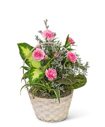 Dish Garden with Petite Pink Florals Plant