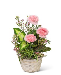 Dish Garden with Pink Florals Plant