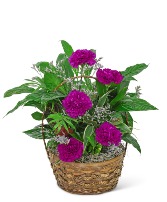 Dish Garden with Purple Florals Plant
