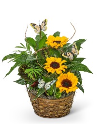 Dish Garden with Sunflowers and Butterflies Plant with Fresh Flowers