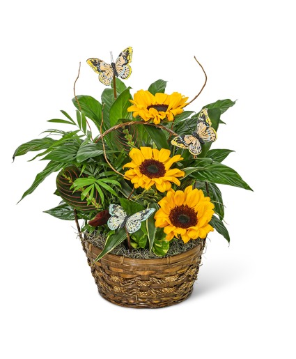 Dish Garden with Sunflowers and Butterflies Plant