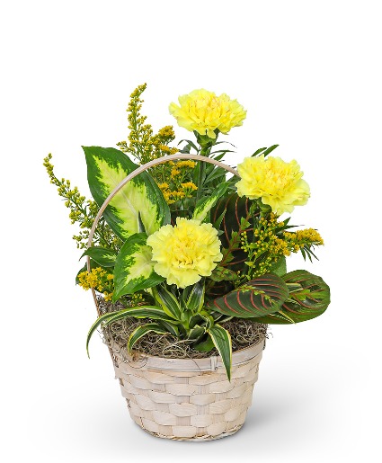 Dish Garden with Yellow Florals Flower Arrangement