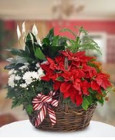 Dish Garden W/Poinsettia 