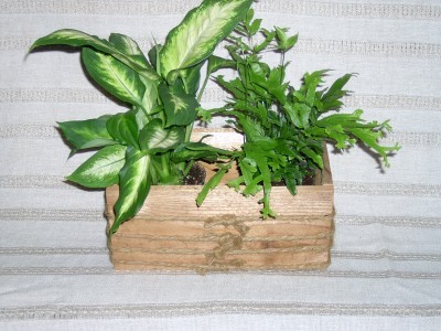 Dish Garden/Rustic Wood Container Plant