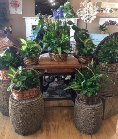 Dish Gardens