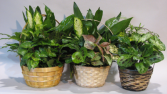 Dish Gardens Assorted Plants in Baskets {variety of sizes}