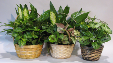 dish gardens assorted plants in baskets {variety of sizes}