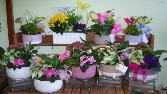 DISH GARDENS Indoor Plant