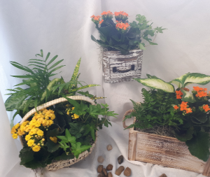 Dish Gardens Plants