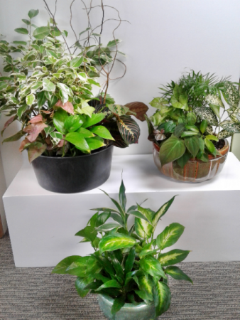 Dish Gardens Potted Green Plants