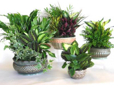 Dish gardens in ceramic