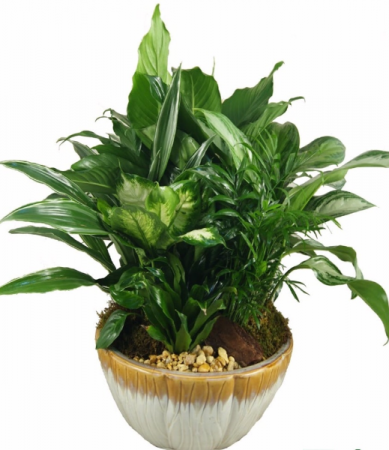 DISHGARDEN CERAMIC EVRYDAY OCCASION