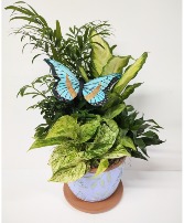 BUTTERFLY DISHGARDEN 