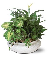 Dishgarden Plant
