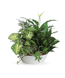 Dishgarden plant