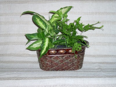 Dishgarden Plant