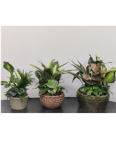 Dishgarden  plants