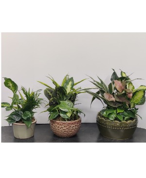 Dishgarden  plants