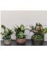 Dishgarden  plants