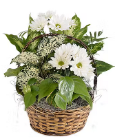 Dishgarden with fresh white daises plant and fresh flowers