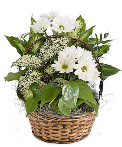 Dishgarden with fresh white daises plant and fresh flowers