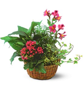 Dishgarden with Pinks           TF139-3 Plants