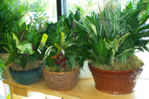 Dishgardens in Ceramic and Metal Containers 