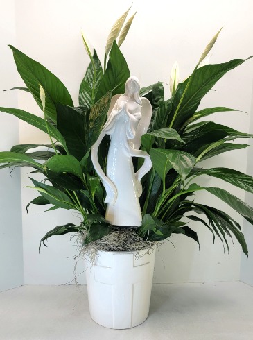 Divine Comfort Peace Lily  in Troy, MI | ACCENT FLORIST