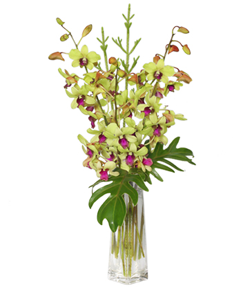 DIVINE DENDROBIUMS Vase of Orchids in Solana Beach, CA | DEL MAR FLOWER CO