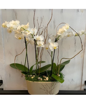 Divine Orchid Plant in Cincinnati, OH | Hyde Park Floral & Garden