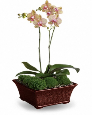 Divine Orchid Plant Flower