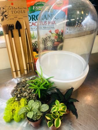 DIY Home Terrarium Kit Deluxe