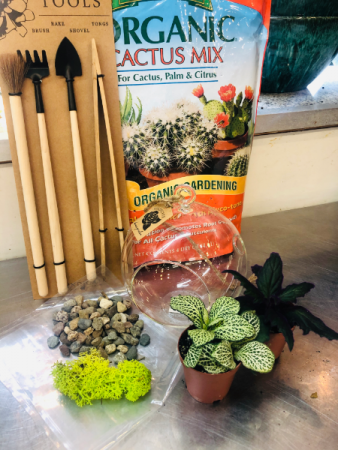 DIY Terrarium Kit Small