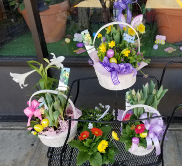 Dodo's Blooming Bulb Baskets $35.00