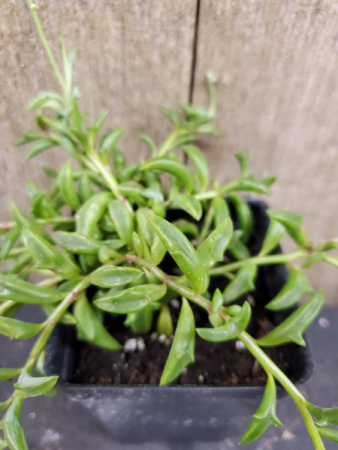 Dolphin plant