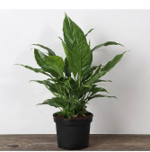 Domino Peace Lily Indoor Plant