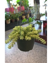 Donkey's Tail Hanging Succulent 
