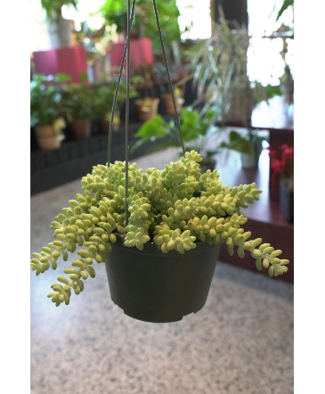Donkey's Tail Hanging Succulent  in South Milwaukee, WI | PARKWAY FLORAL INC.