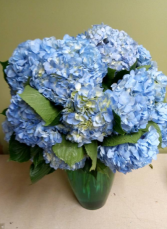 Hydrangea Custom