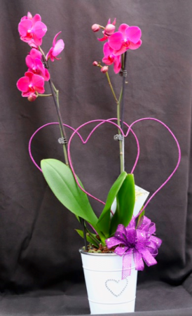 Don't Overlook an Orchid Blooming Plant