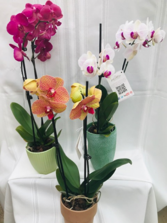 Don't Overlook an Orchid Blooming Plant