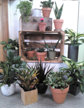Dorm Room Essentials Green Plants