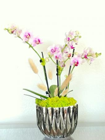 Dorothy Mini Orchid  in Vacaville, CA | Vior Floral Art