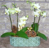 DOUBLE 4'' PHALAENOPSIS PLANTER Indoor Plant