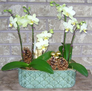 DOUBLE 4'' PHALAENOPSIS PLANTER Indoor Plant