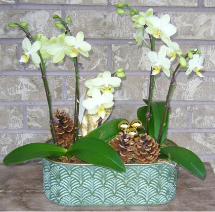 DOUBLE 4'' PHALAENOPSIS PLANTER Indoor Plant
