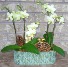 DOUBLE 4'' PHALAENOPSIS PLANTER Indoor Plant