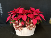 Double 6" Poinsettia in a basket (basket may vary) Basket 