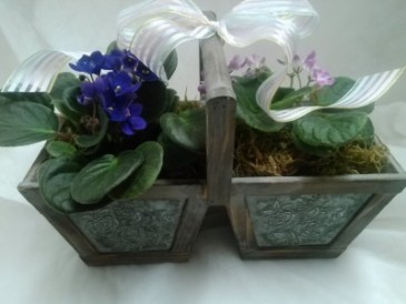 double african violet basket