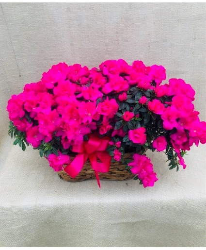 Double Azalea Basket Blooming Houseplant